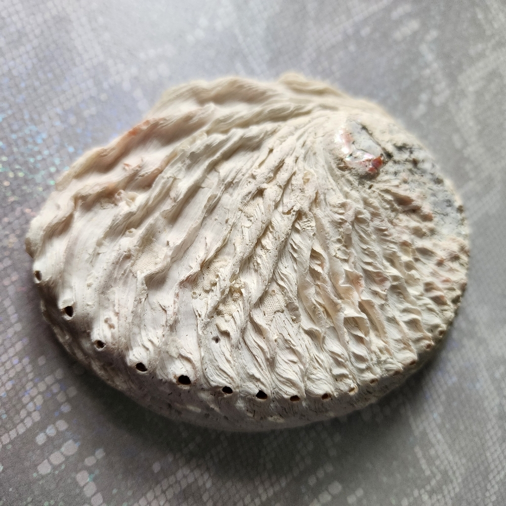 🤍 Abalone Smudging Shell - Picture 6 of 7